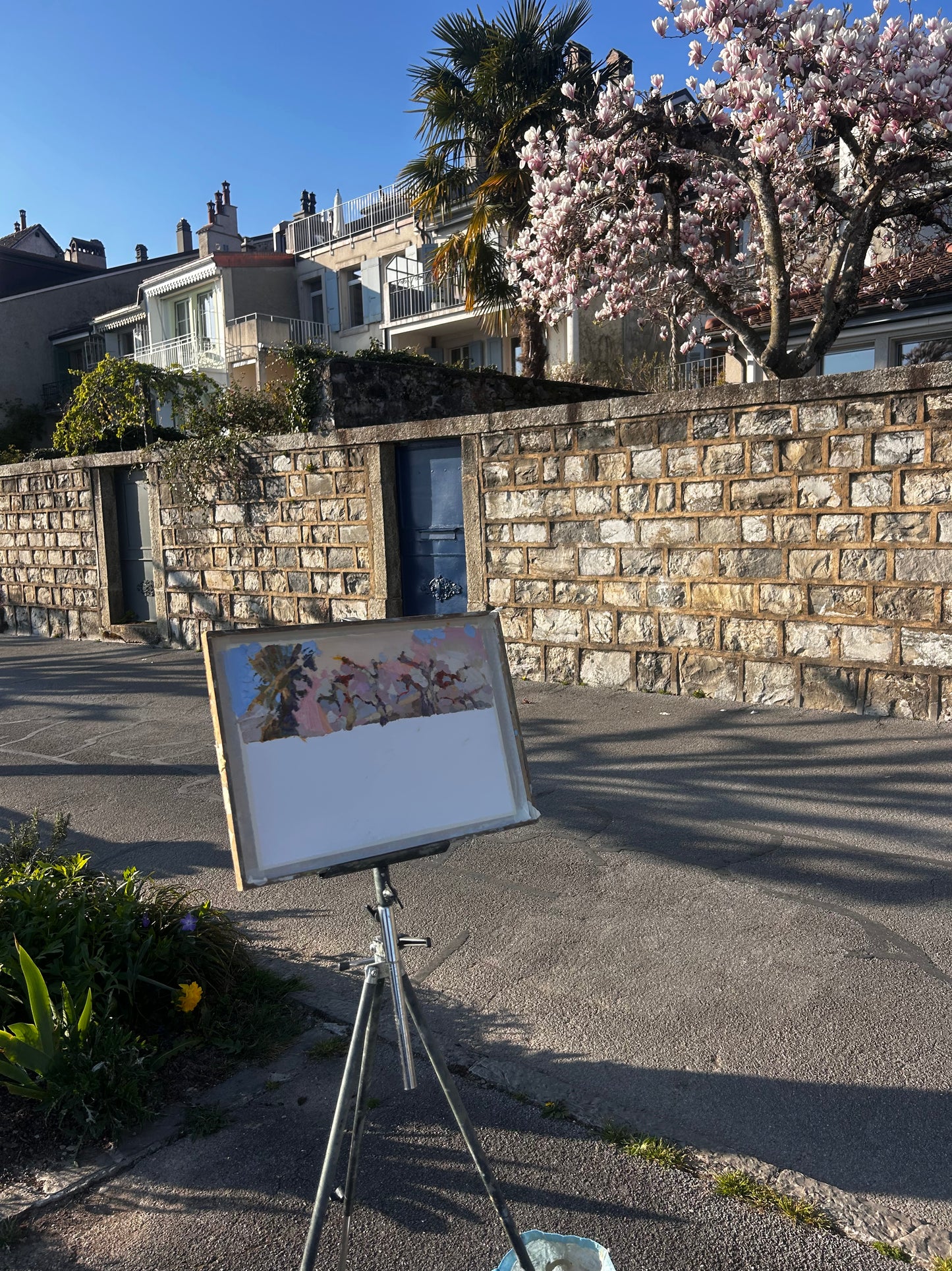 ! Magnolia blooming, Lutry plage, March, 19, 2026. 11x36 cm.